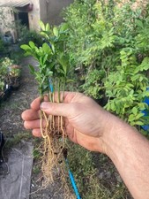Poncirus trifoliata, 10 a 200 jeunes plantes de l'année.