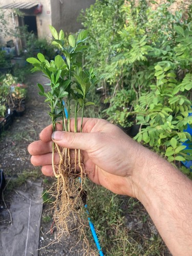 Poncirus trifoliata a 200 - 10,