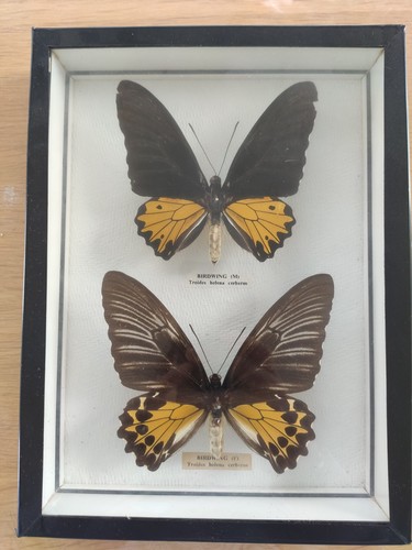 Papillons naturalisés troides - papillons,