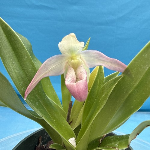 Phragmipedium professor braem - phragmipedium,
