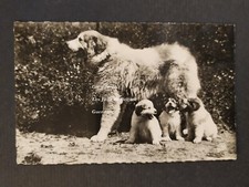 CHIENS DES PYRENEES PATOU CHIOTS   carte postale postcard   