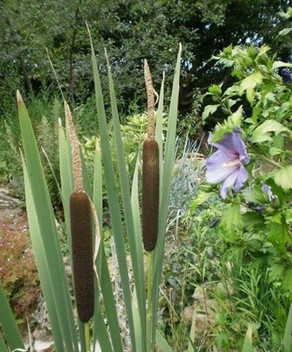 Massette des marais - massette, -typha