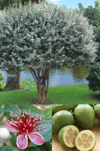 Boutures feijoa sellowiana - boutures,
