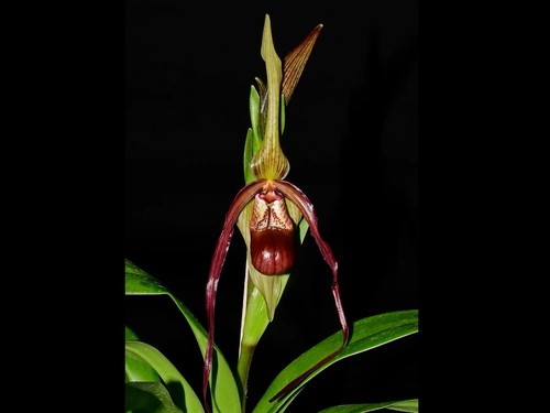 Phragmipedium rocio vasquez - phragmipedium,