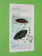 CHROMO 1900-1914 CHROMO AIGUEBELLE MONDE DES INSECTES DYTIQUE HYDROPHILE BRUN