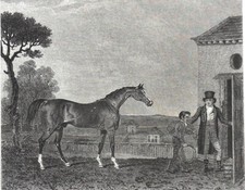 EQUITATION - SULTAN, CHEVAL