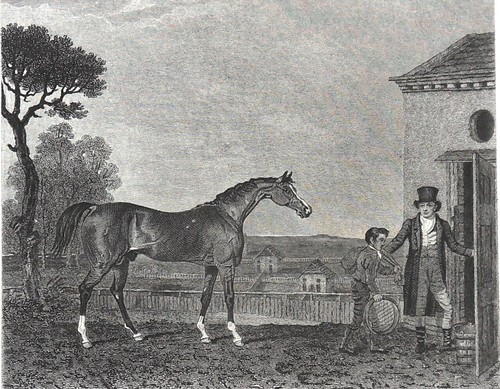 Equitation sultan cheval - -, sultan,