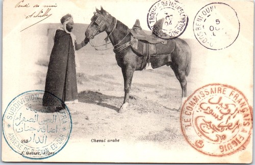 Algerie cheval arabe - algerie,