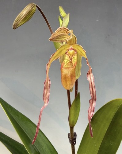 Phragmipedium joan tyler - tyler,