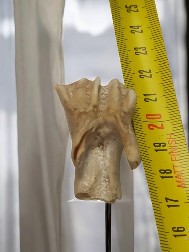 Vintage taxidermie dent - , de
