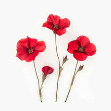 150 Graines de Lin à Grandes Fleurs Rouge