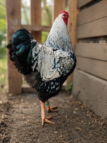 Oeufs fécondés de - 🌟,