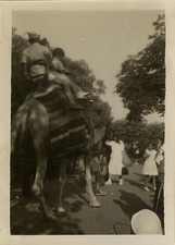 PHOTO ANCIENNE - VINTAGE SNAPSHOT - ANIMAL CHAMEAU DROMADAIRE ZOO VINCENNES 1950