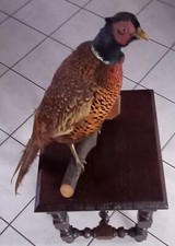 taxidermie d'un faisan forêt française