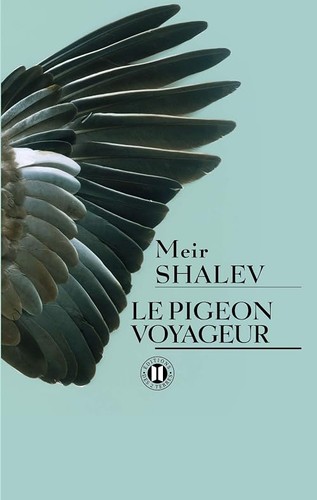 Pigeon voyageur shalev - voyageur,