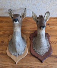 TAXIDERMIE 2 TETES DE