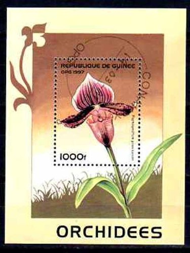Fleurs orchidées guinée - -,