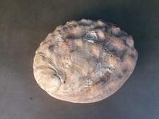 GROS COQUILLAGE D'ORMEAU  