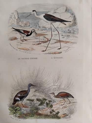Echasse rale tourne - tourne, pierre