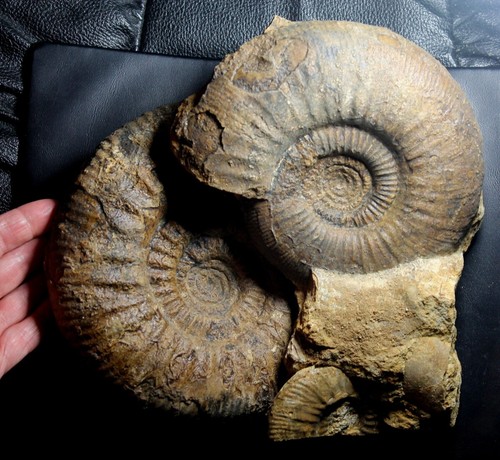 Top fossil huge - fossil., beautiful