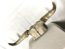 Corne de vache,trophée, déco, western, XXème Cabinet De Curiosité Vintage