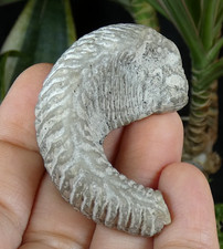 Fossile Huître Ostrea 5x3.5cm