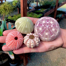 Large Sea Urchin Seashells