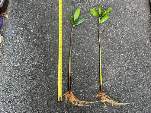 Extra large mangroves - large,