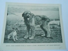 1895 Gravure Print Rouff chien