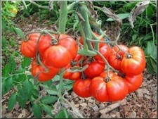 50 graines tomate ancienne Marmande mon jardin bio Bretagne graines paysannes j