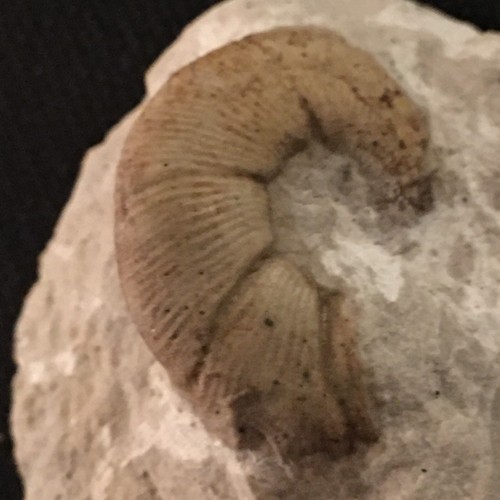 Ammonite from france - from,
