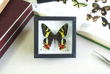 Papillon naturalisé : Chrysiridia rhipheus (Entomologie, insecte, taxidermie)