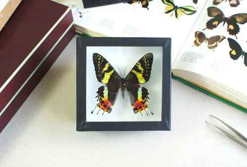 Papillon naturalisé - ,