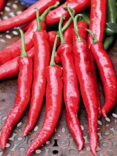 25 graines de piment de