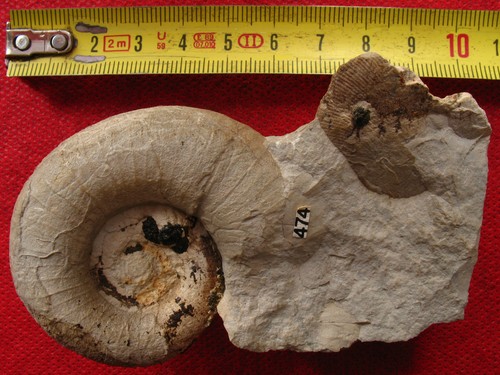 Ammonite barrémien - du,