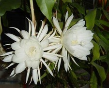 EPIPHYLLUM OXYPETALUM  reine