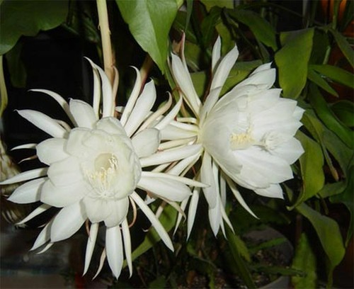 Epiphyllum oxypetalum reine - oxypetalum,