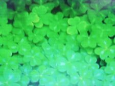 3000 graines de trèfles blanc