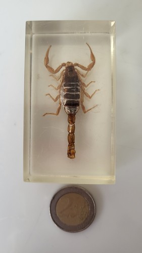 Ancien inclusion insecte - x,