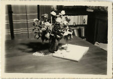PHOTO ANCIENNE - VINTAGE SNAPSHOT - FLEURS BOUQUET NATURE MORTE - FLOWERS 1950