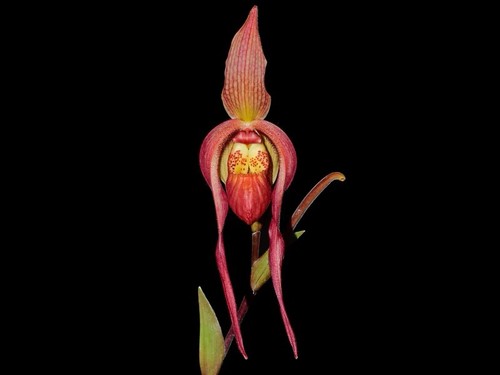 Phragmipedium harry nagata - harry,