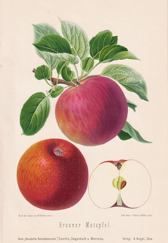 Pomme matapfel brune - pomme,