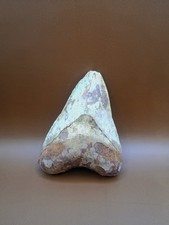 🦈14 cm Dent de megalodon indonésie