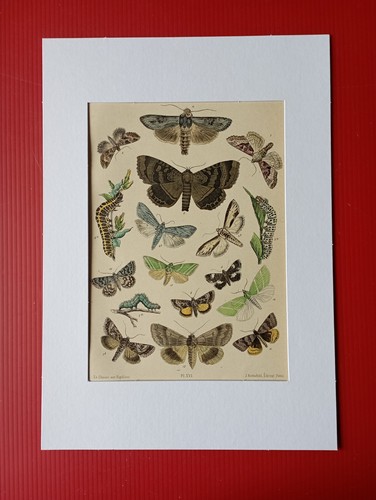 Chromolithographie originale - chromolithographie,