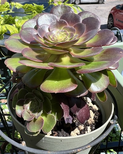 Aeonium velour succulent - velour,