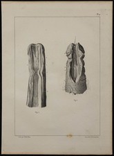 1839 - Planche d'anatomie &
