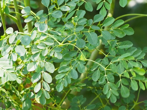 Arbre vie moringa oleifera - de,