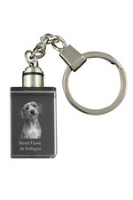 Basset Fauve de Bretagne