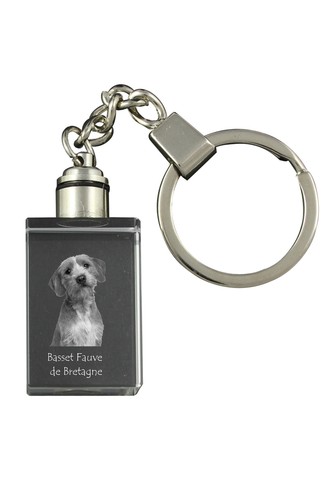 Basset fauve bretagne - fauve,