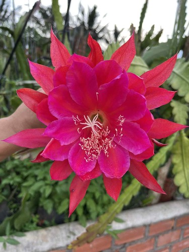 Bouture epiphyllum 301 - bouture,